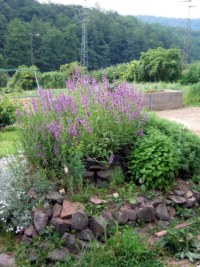 Kräuterspirale