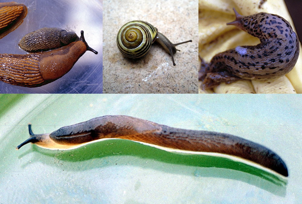 Biologischer Pflanzenschutz – Schneckenregulierung 01