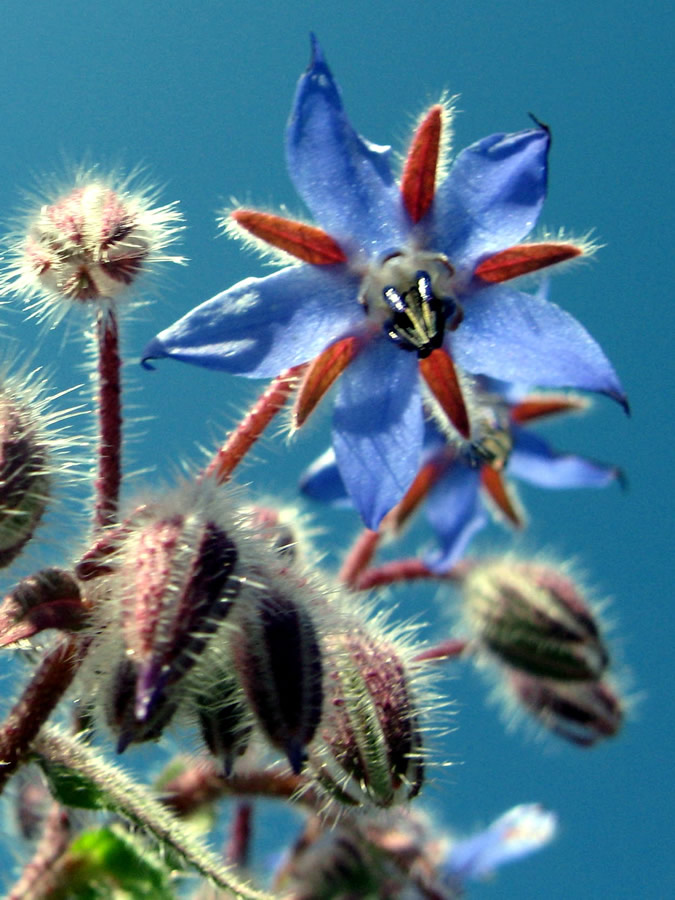 Blüte Borretsch